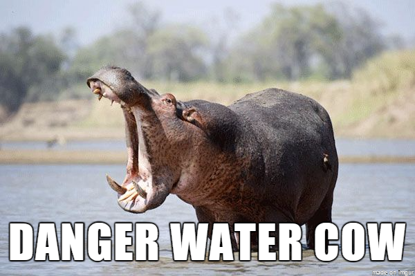 "A hippo, or Danger Water Cow. A good example of a kenning."