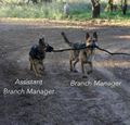 Branch-manager-dogs.jpeg
