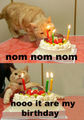 Cat-it-are-my-birthday.jpeg