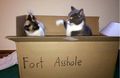 Fort-asshole-cats.jpeg