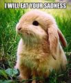Bunny-will-eat-your-sadness.jpeg