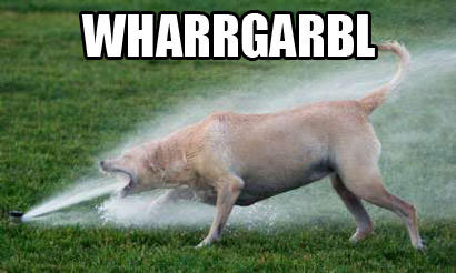 "A dog (possibly a golden retriever) barking directly into a lawn sprinkler, captioned WHARRGARBL"
