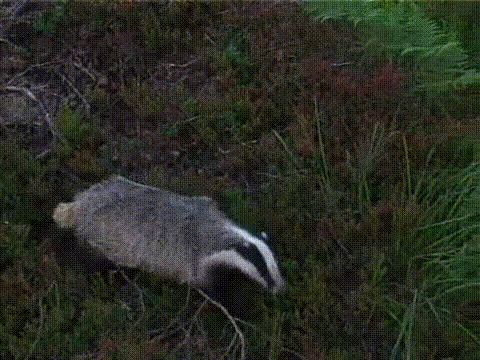 "A badger coming toward the camera, changing its mind, and doing a lot of nope captions as it runs away including one very large Fuck It and a an aaaaaaaaah as it falls off a hill"