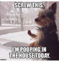 Pooping-in-the-house-today.jpeg